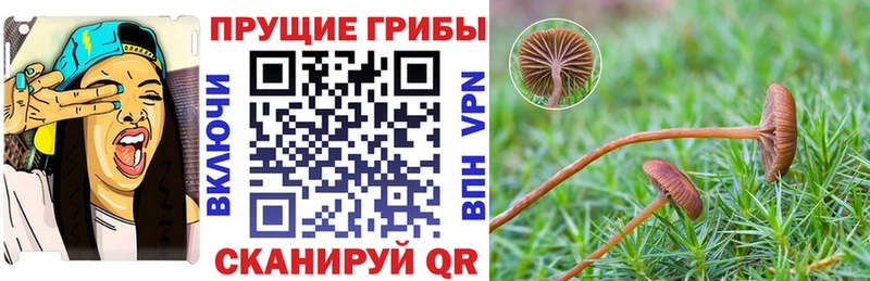 Галлюциногенные грибы Psilocybine cubensis  Купить где  Вичуга 